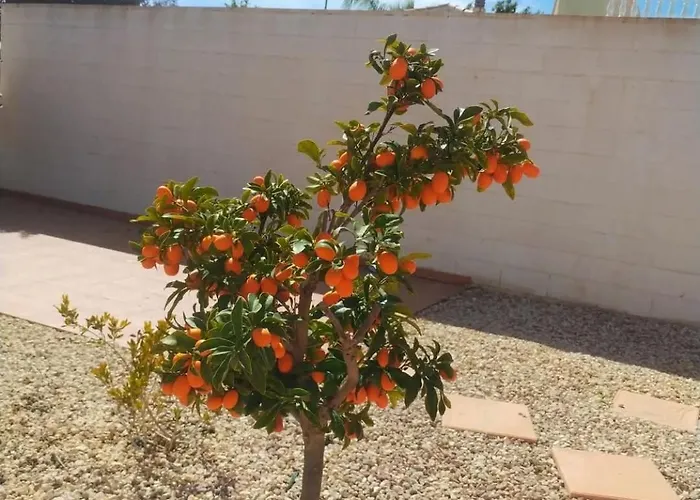 Estrella * San Fulgencio
